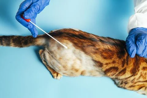 Cat at the vet Stock Photos