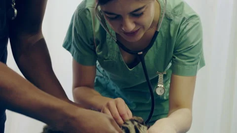 Cat Veterinarian Examining a cat using Stethoscope Stock Footage 279317280