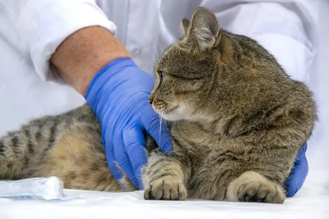 The cat is at the veterinarian for regular checkups. Stock Photos