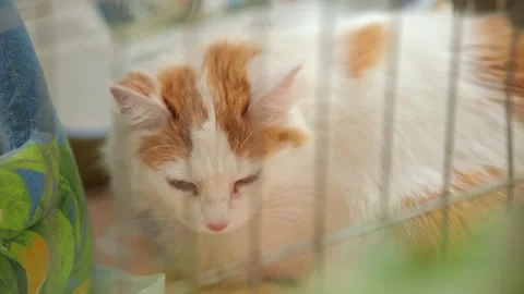 A cat at the veterinary clinic sits behind bars and waves while waiting for a Stock Footage 263287024