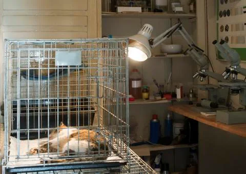 Cat at veterinary laboratory Stock Photos
