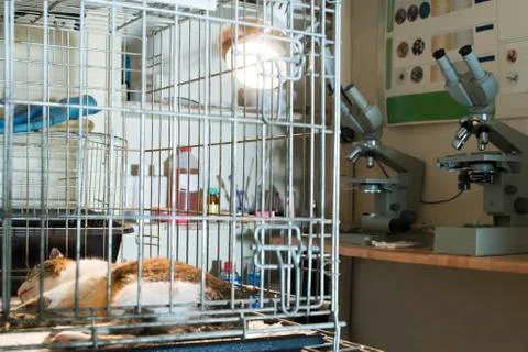 Cat at veterinary laboratory Stock Photos