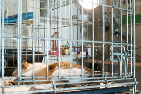Cat at veterinary laboratory Stock Photos