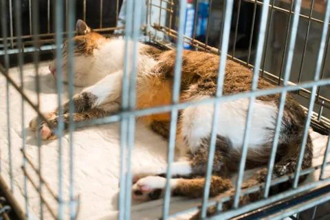 Cat at veterinary laboratory Stock Photos