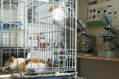 Cat at veterinary laboratory Stock Photos