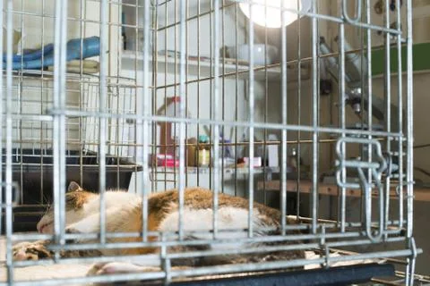 Cat at veterinary laboratory Stock Photos
