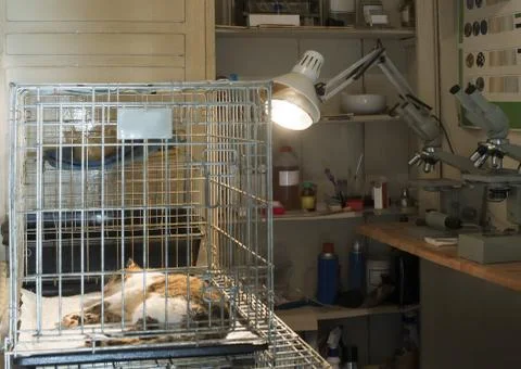 Cat at veterinary laboratory Stock Photos