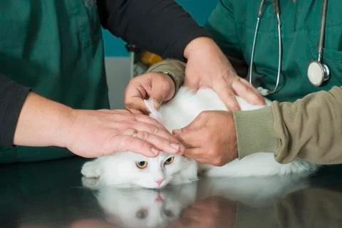 Cat in a veterinary Stock Photos