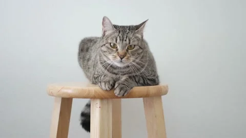 Cat Video Stock Footage 177022418