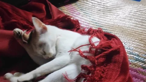 Cat video Stock Footage 276617863