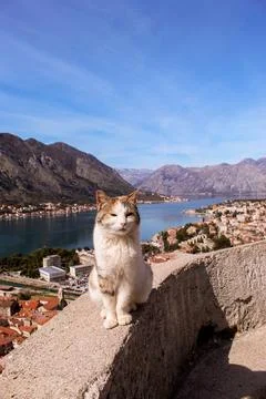 Cat with a view 库存照片