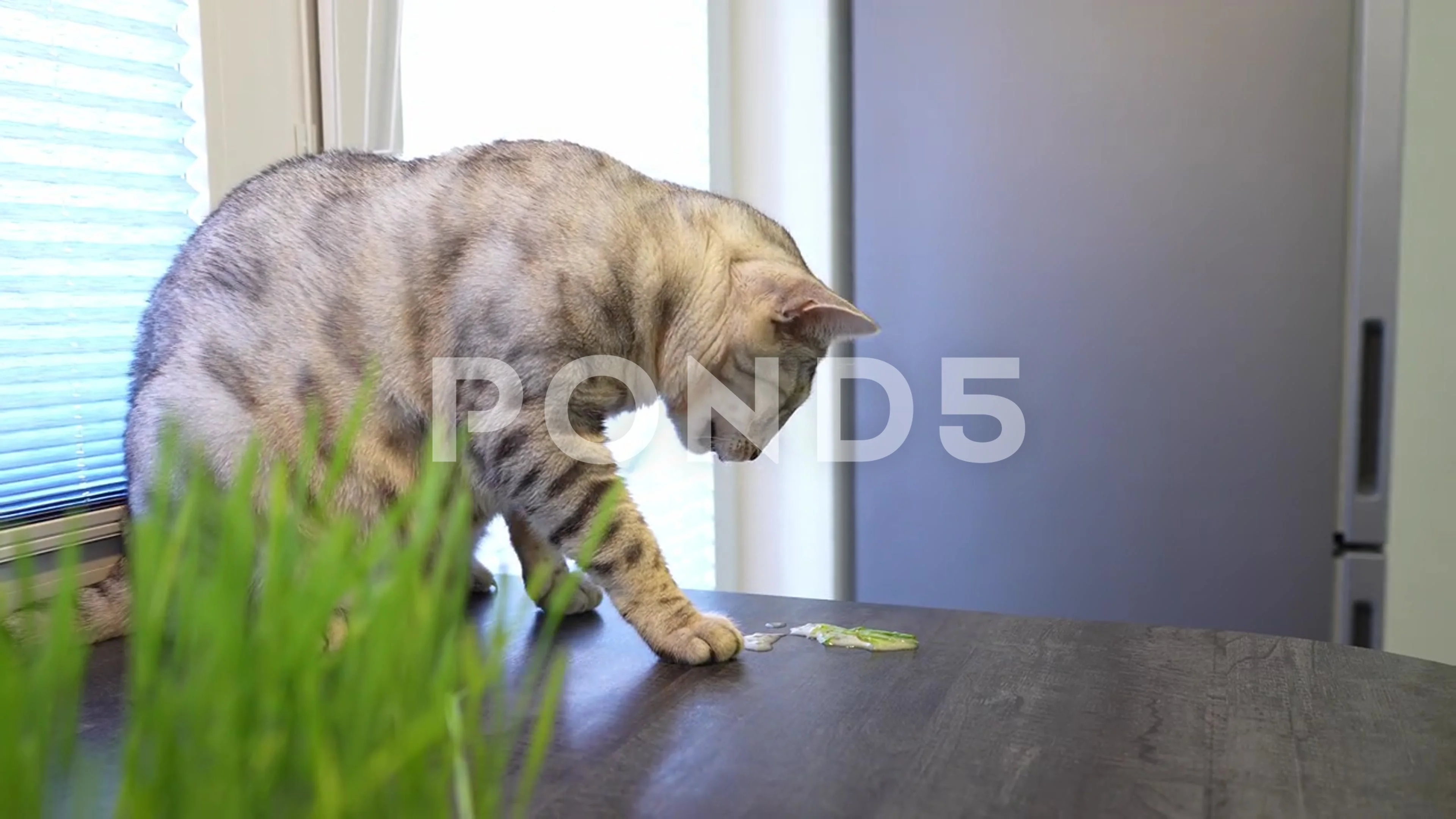 Cat is vomiting after eating Stock Video Pond5