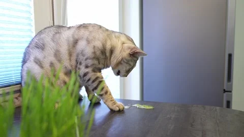 Cat is vomiting after eating grass. Sprouted oats for the health of pets. Silver Stock Footage 167960745