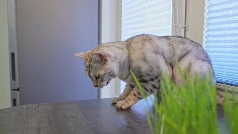 Cat is vomiting after eating Stock Video Pond5