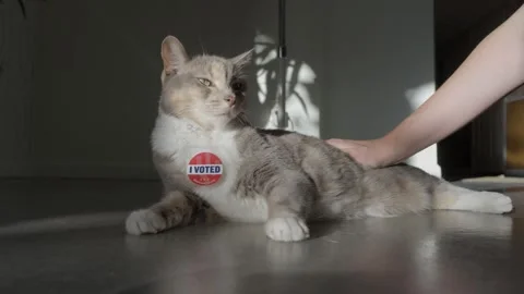 Cat voted in swing state Stock Footage 292911534