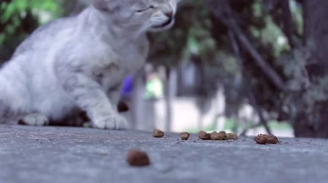 Cat vs. ants 1 스톡 동영상 51364388