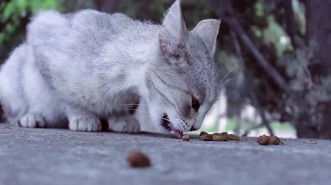 Cat vs. ants 2 動画素材 51364395