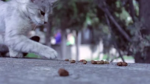 Cat vs. ants 3 Stock-Footage 51364397