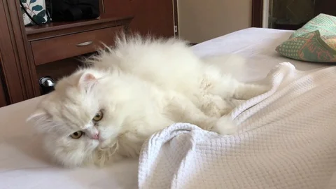 Cat vs Bedding Video stock 98052567