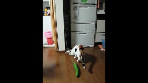 Cat vs cucumber Stock Footage 109265827