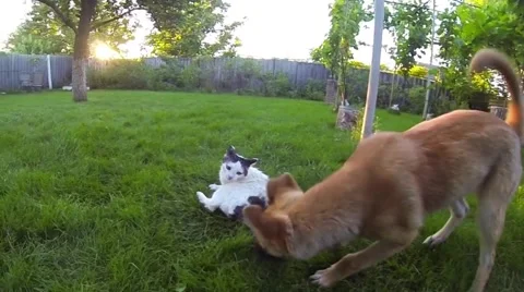 funny dogs and cats fighting