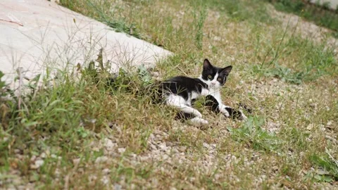 Cat vs Dog in the grass Stock Footage 159489762