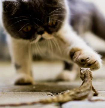 Cat vs Lizard Stock Photos