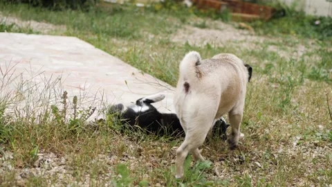 Cat vs Pug in the grass Stock Footage 159489787