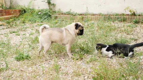 Cat vs pug in the wild Stock Footage 159489706