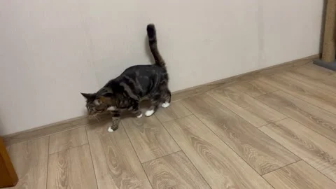 Cat vs scrunchy 動画素材 222573326