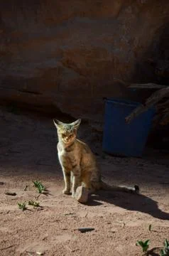 A cat at wadi farasa 스톡 사진