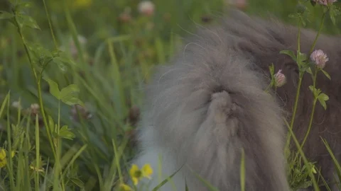 Cat wagging it's tail while standing in a grass field 4k Stock Footage 94254128