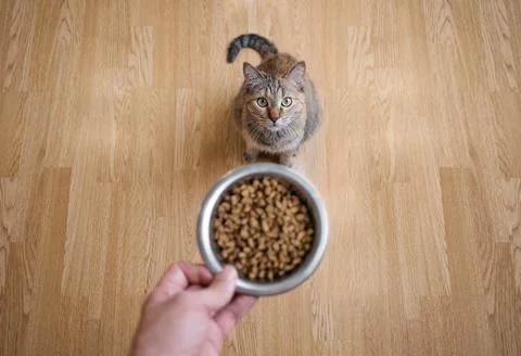 The cat is waiting to be fed. Stock Photos