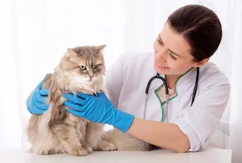 Cat is waiting with to be treated Foto stock