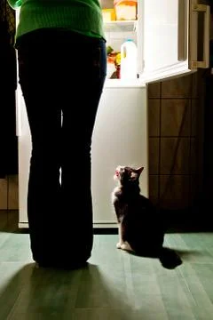 Cat waiting for a dinner Stock Photos