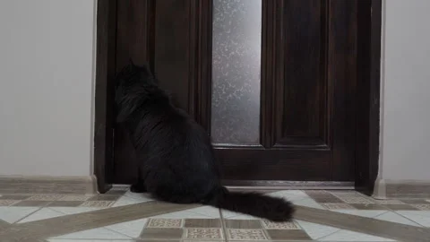 The cat is waiting by the door Video stock 280700636