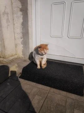 Cat Waiting at the Door 写真素材