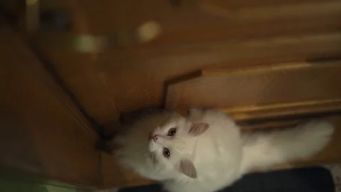 The cat is waiting at the front door Stock Footage 100332314