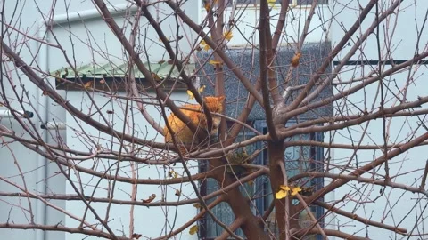 The cat is waiting for its prey in the tree Stock Footage 323429281