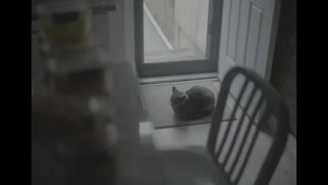 Cat waiting on mat inside door Video stock 285474990