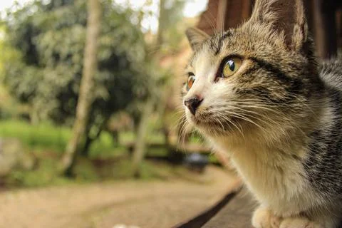 Cat in Waiting 写真素材