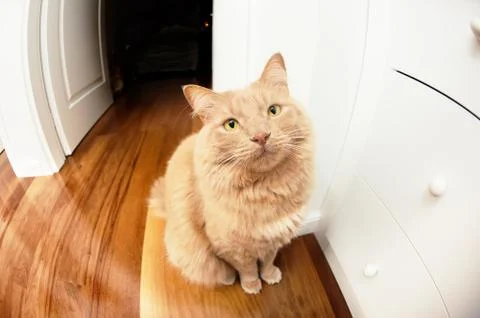 Cat in waiting position Stock Photos
