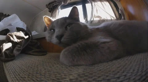 Cat wakes up inside driving motor home Stock Footage 47578653