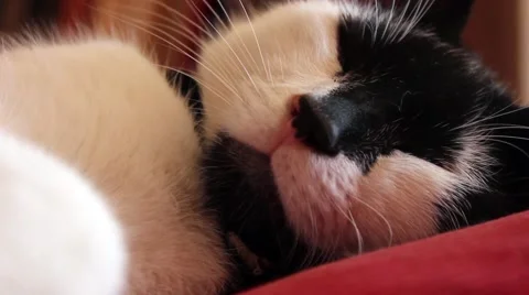 Cat waking up, close up Stock Footage 40954407