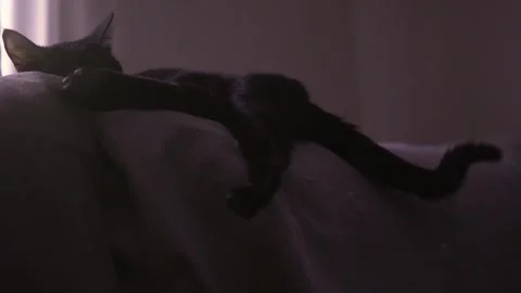 Cat waking up with the first rays of light Stock Footage 193994711