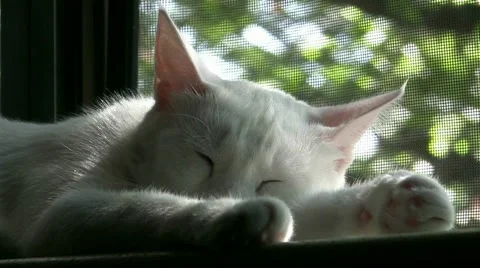 Cat Waking Up From Nap Video stock 1435752