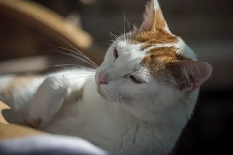 Cat waking up Stock Photos
