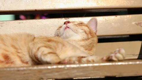 Cat waking up from sleep, close up Stock Footage 228777353