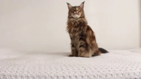 Cat walikg towards camera Stock Footage 115951580