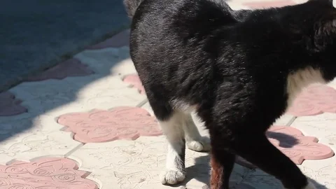 Cat walk Video stock 81443249